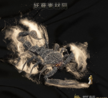 沙漠魔蝎